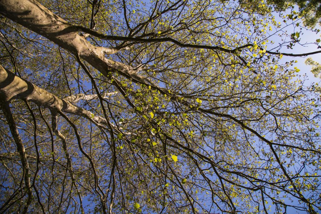 aurelia-brivet-trugny-bivouac-arbres