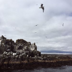 aurelia-brivet-160731-iledegrimsey-ld