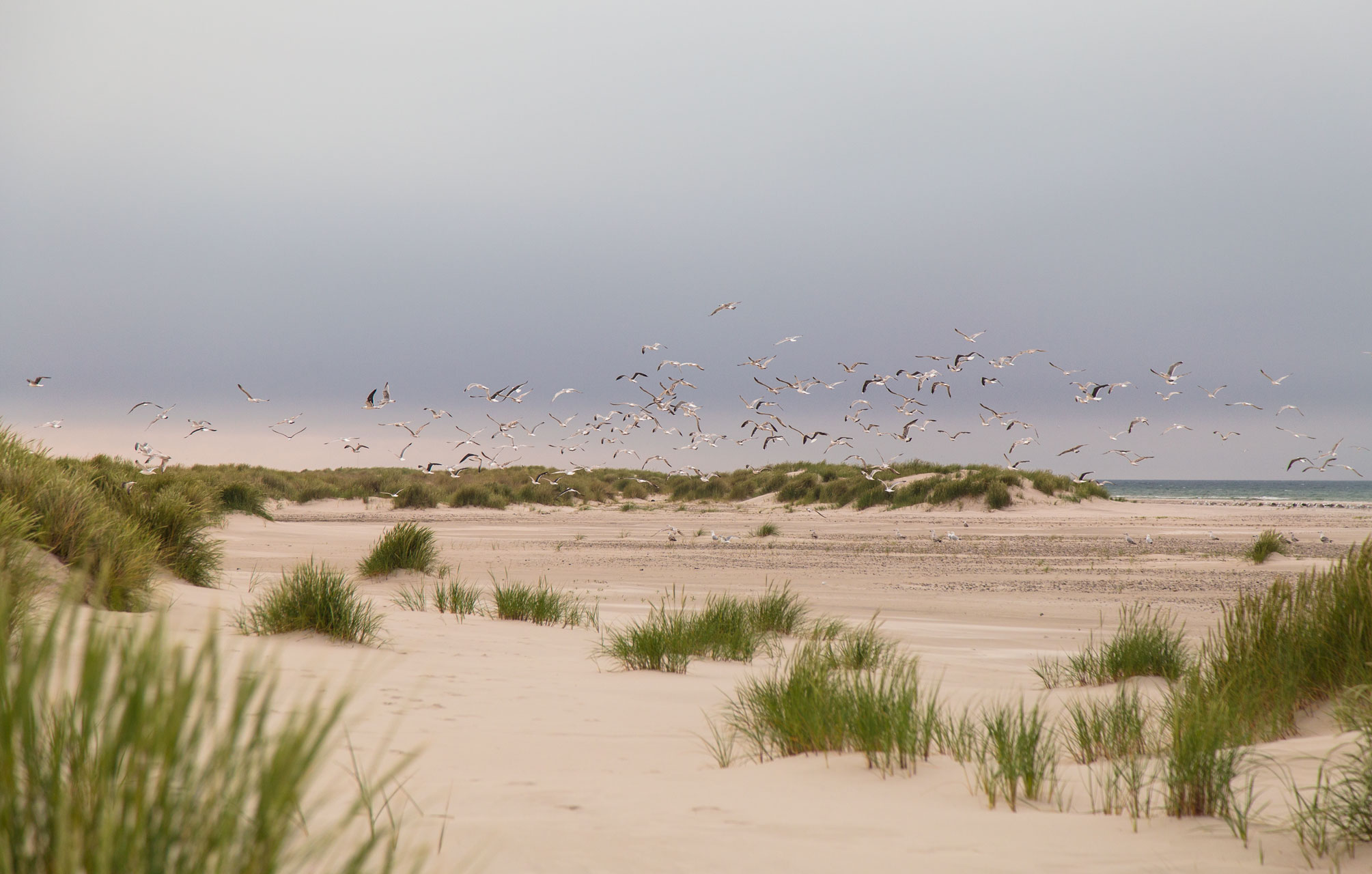 aurelia-brivet-24juin-skagen