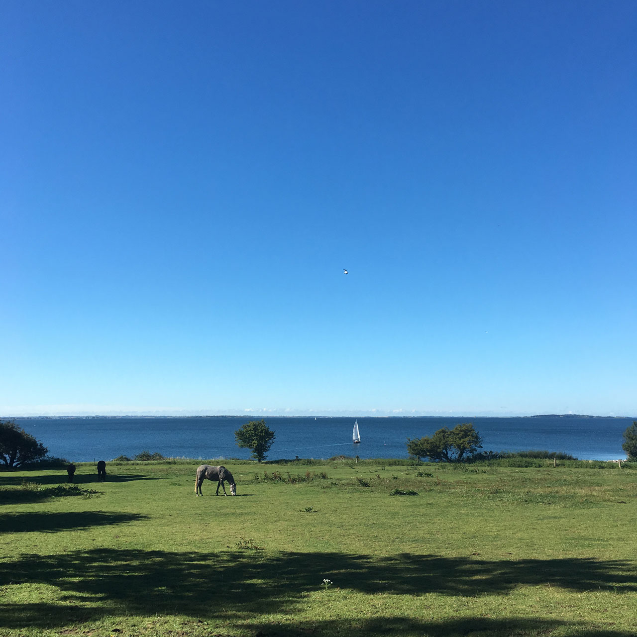 aurelia-brivet-160905-danemark-horse-ld