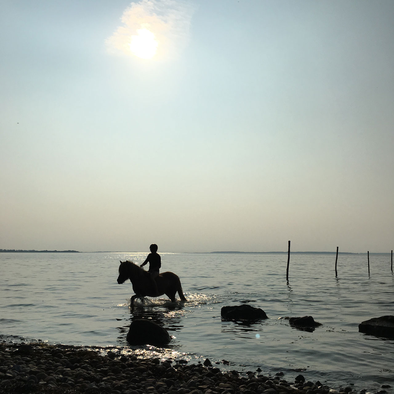 aurelia-brivet-160907-danemark-sea-horse-ld