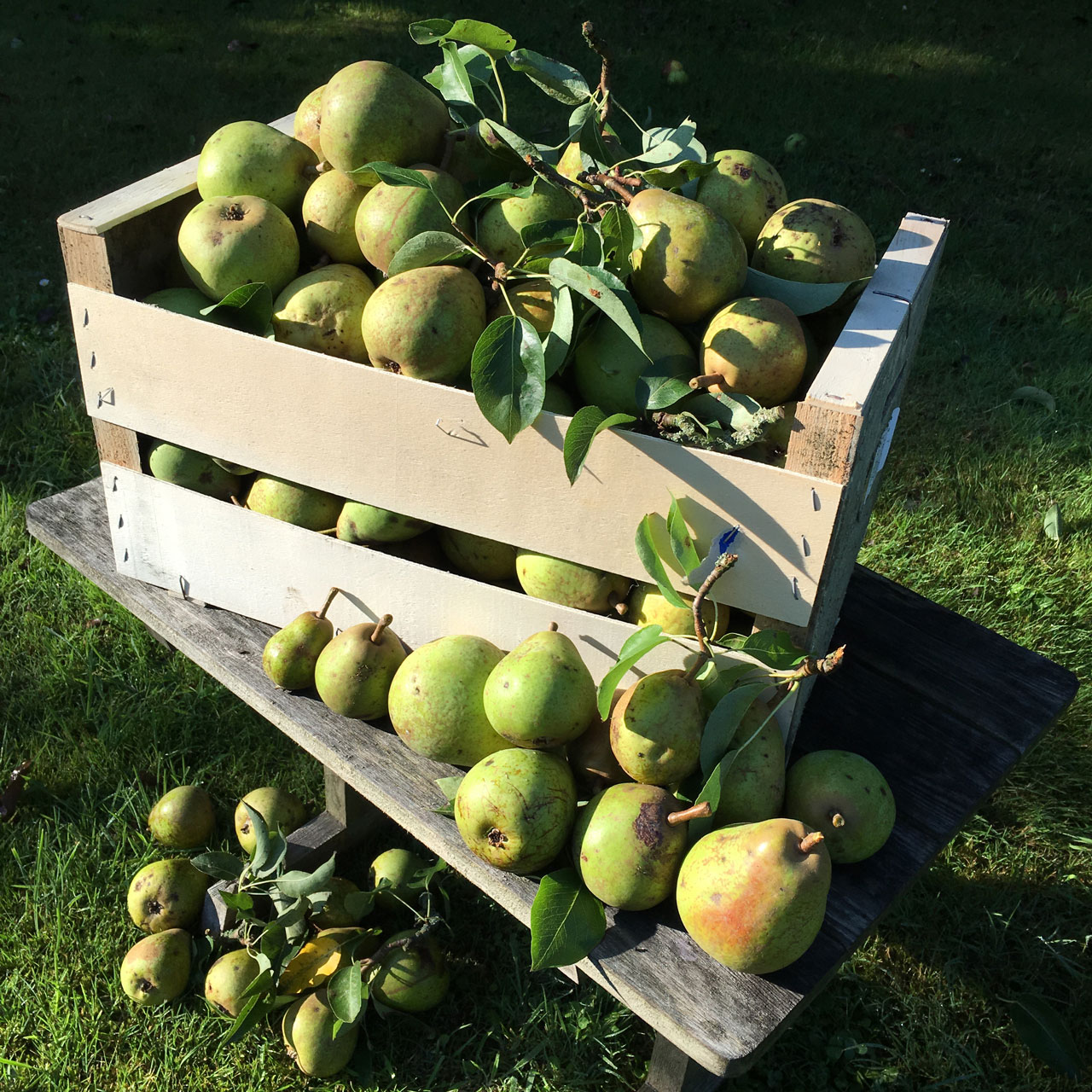 aurelia-brivet-160909-danemark-pears-ld